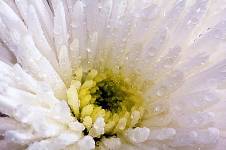 white and yellow spider chrysanthemums with white droplets closeup photography