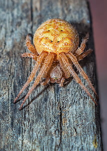 brown spider close-up photo