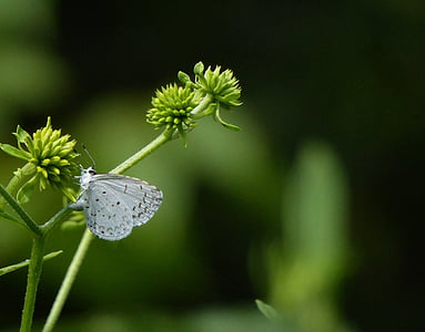 white and black silver studded butterfly on green flower