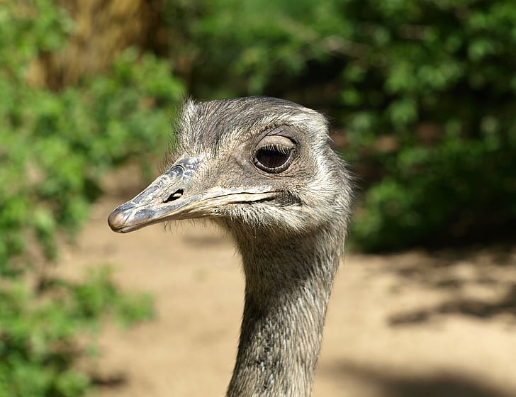 bokeh shot of gray ostrich