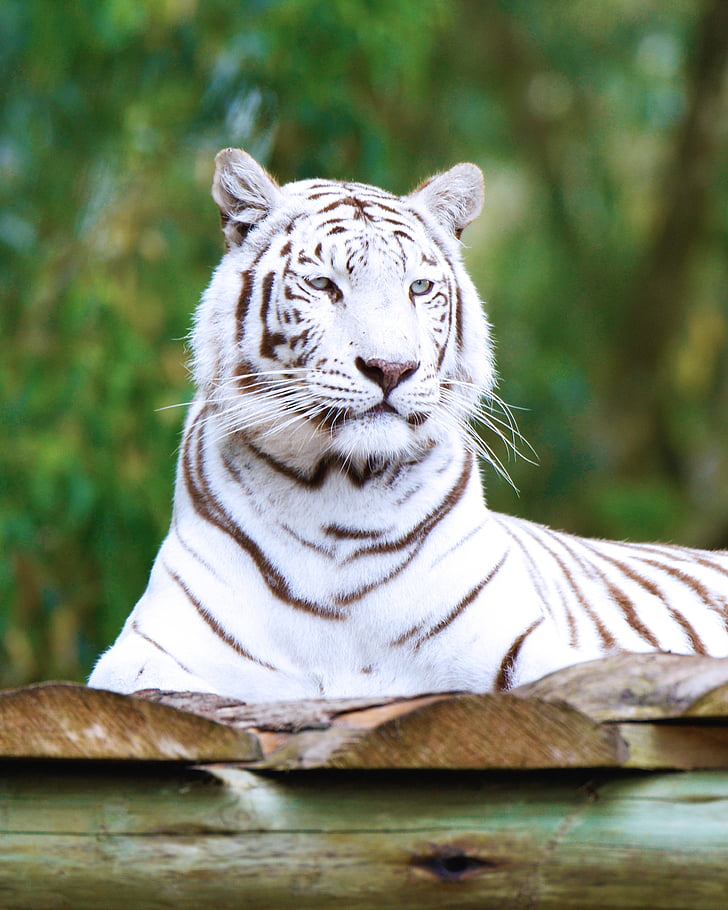 white tiger sitting on wooden panel