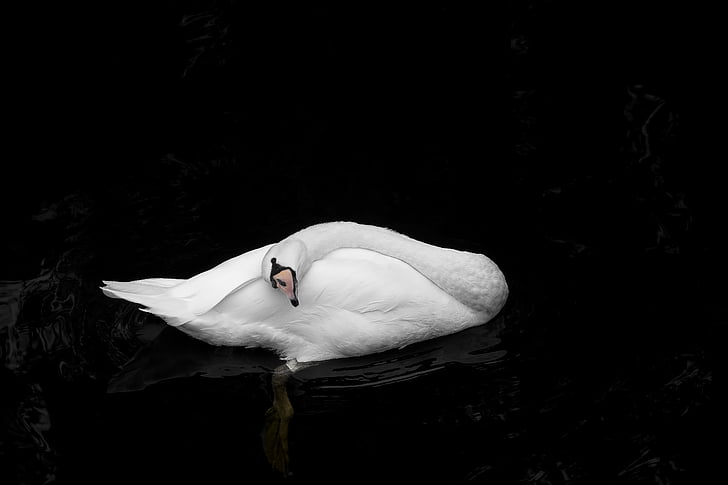 white swan on black water