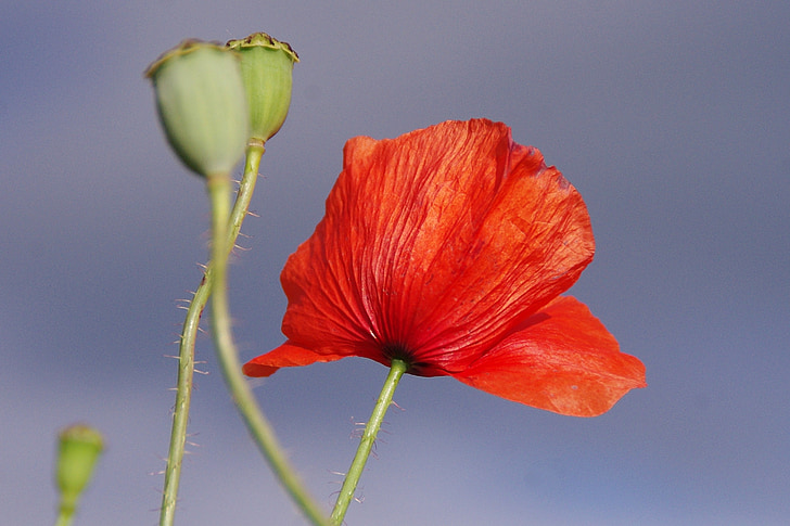 close up photography of poppy flower