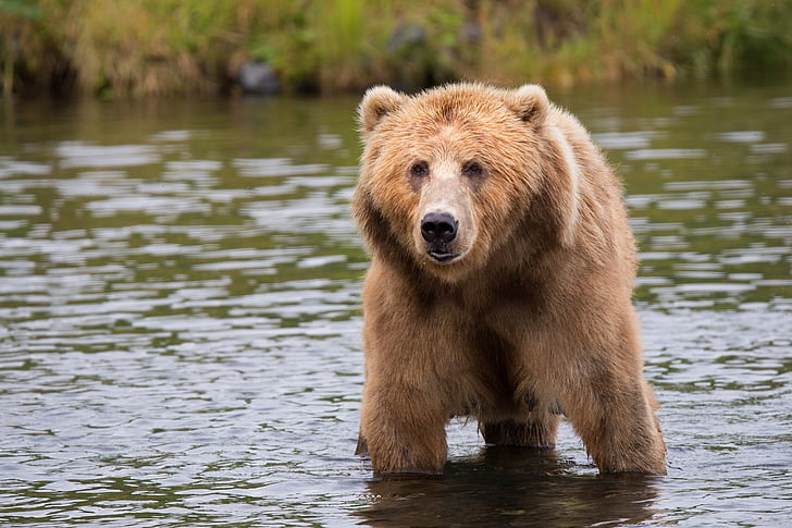 photo of brown grizzly bear