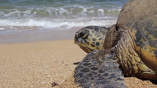 wildlife photography of brown turtle towards ocean