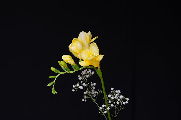 yellow freesia flower with black background