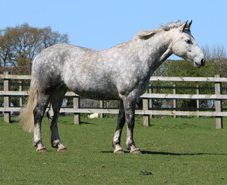 white and gray horse on grass field surrounded with wooden fence