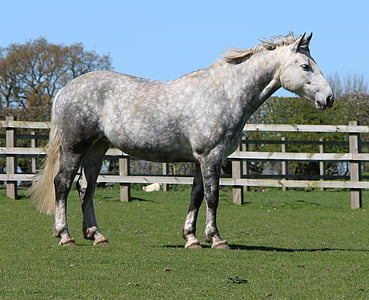 white and gray horse on grass field surrounded with wooden fence