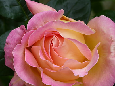 closeup photography of pink rose flower