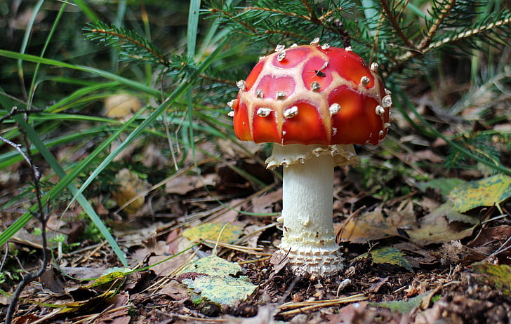 photo of red mushroom beside green leaf plants