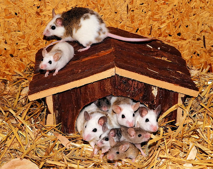 brown-and-white mouses