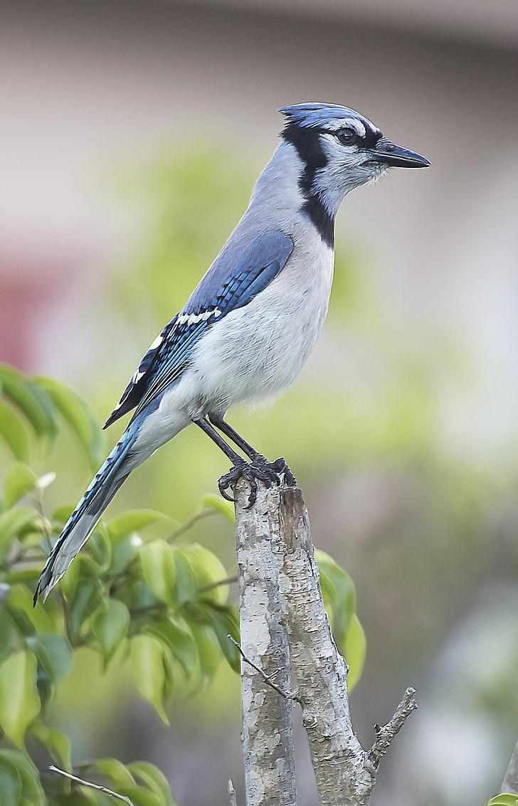 selective focus photograph of blue jay bird
