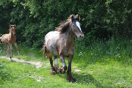 brown horse galloping outside