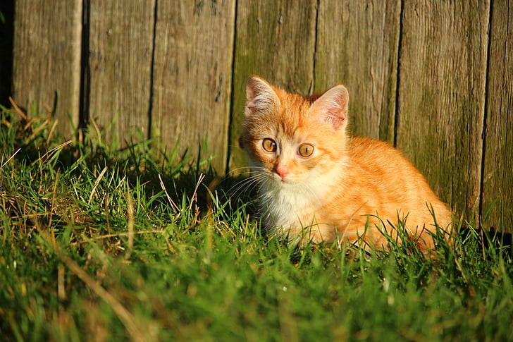 short-fur tan and white kitten on green grass at daytime