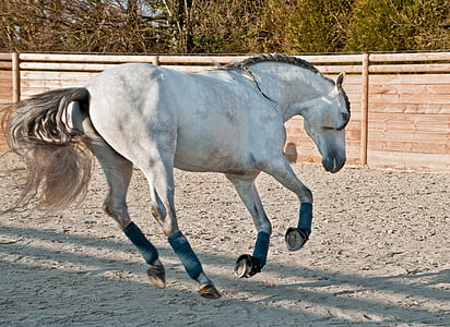 jumping white horse