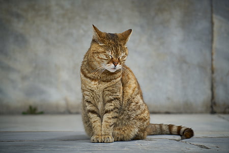 photo of brown tabby cat