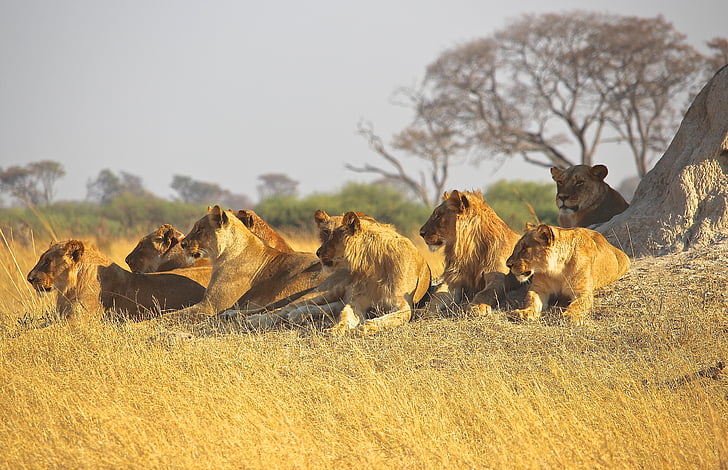 group of lion and lioness lying in the ground