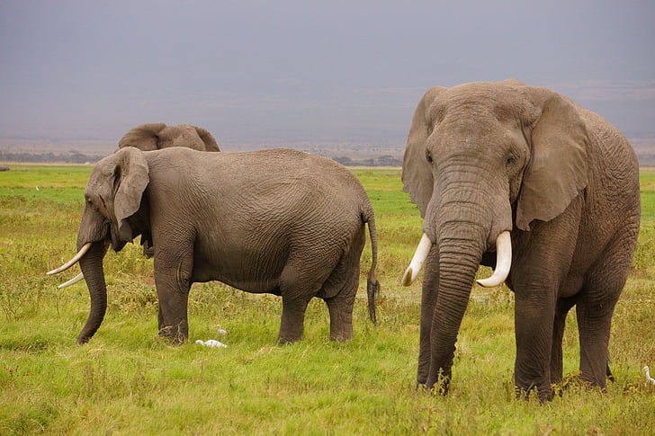 three adult elephants standing on grass field