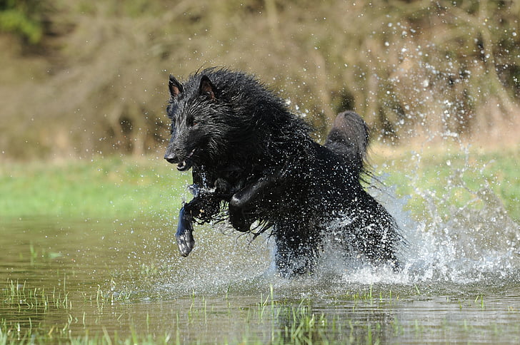 photo of black wolf running in river