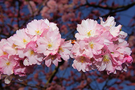 pink flowers in tree
