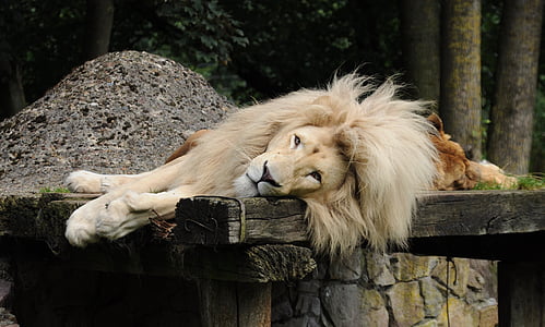 brown lion laying down near tree during daytime