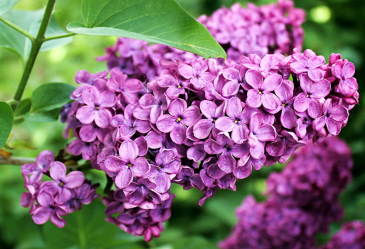 purple lilacs in bloom at daytime