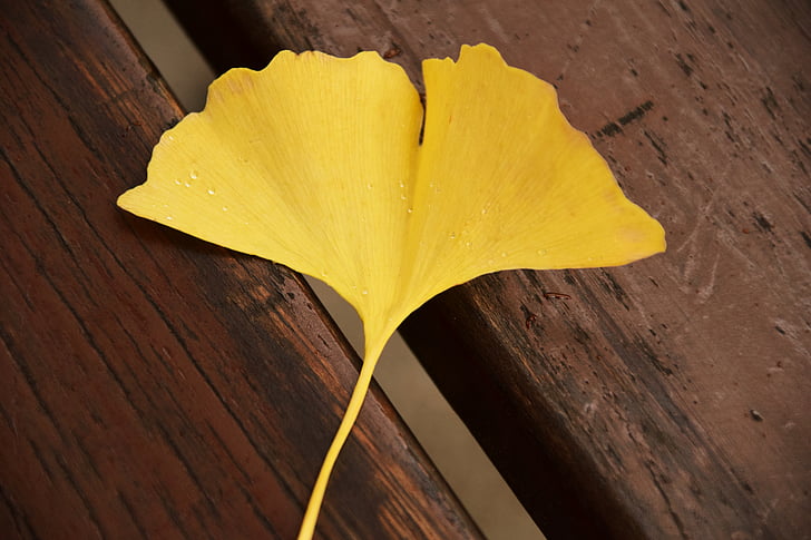 shallow focus of yellow leaf