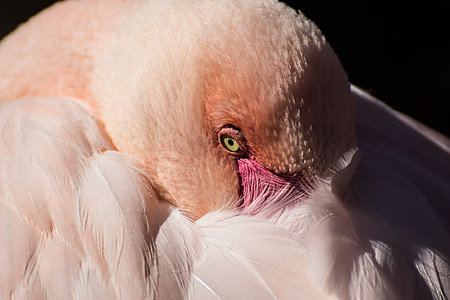 closeup photo of lesser flamingo