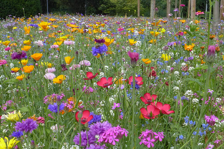 field of assorted color and breed flower field