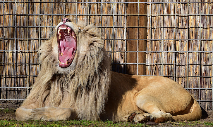 lion roaring near fence
