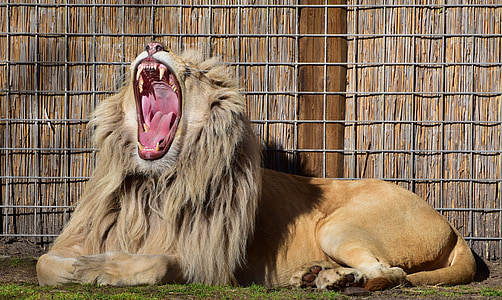 lion roaring near fence
