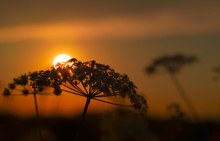 shallow focus photography of flower with sunset in background