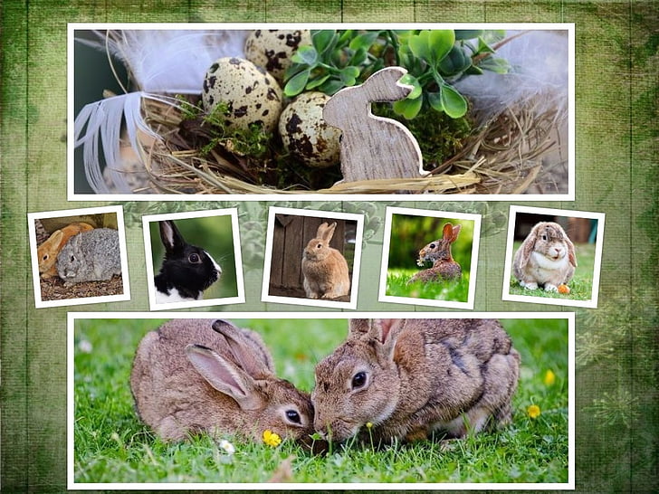 assorted breed of rabbits collage