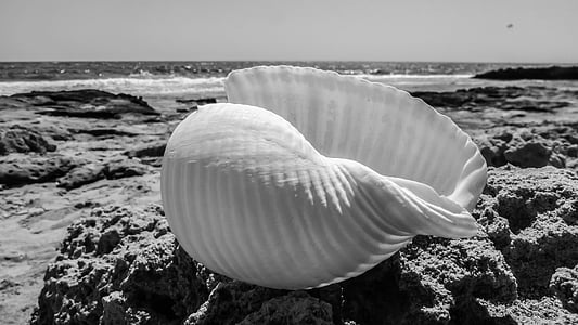 grayscale photography of seashell on sand next to beach