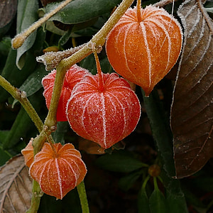 four red fruits in closeup photo