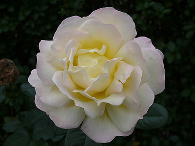 white and yellow rose flower in closeup photo