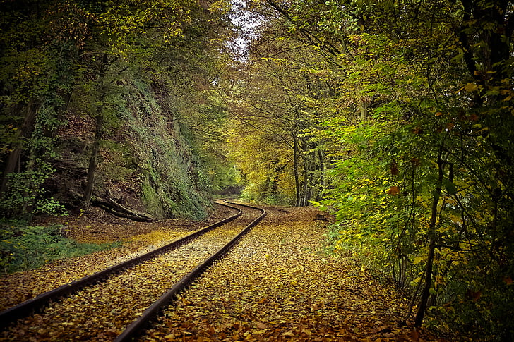 brown trail rail near forest