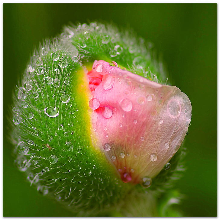 flower bud with water dew microscopic photography