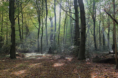 forest during daytime