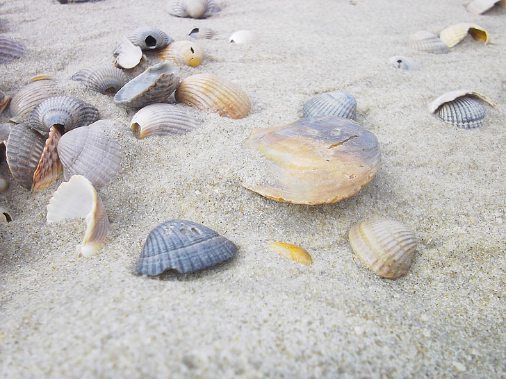 several scallop shells on sand
