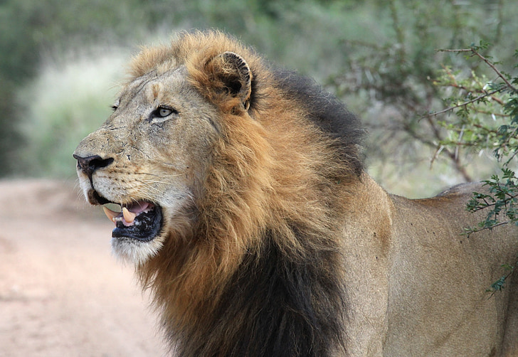 selective-focus photography of lion animal