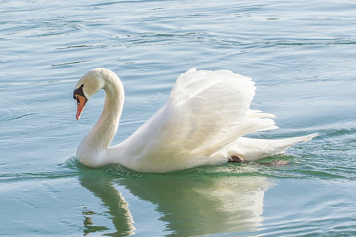 white swan on body of water