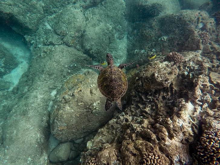 black turtle in body of water