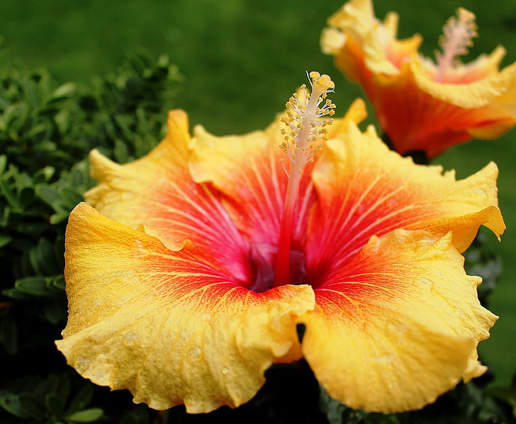 yellow and blue hibiscus