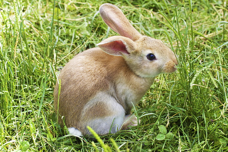 brown rabbit surrounded by green grass