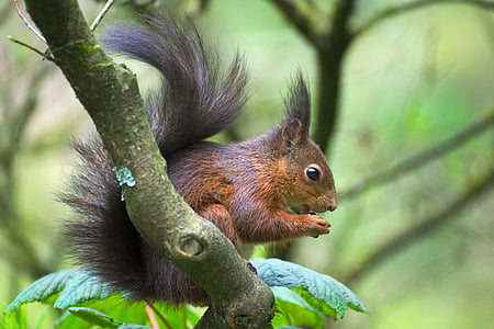 brown squirrel on green tree branch