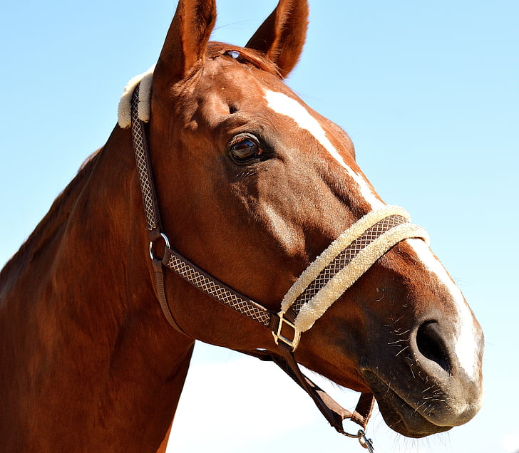 macro photography of brown horse