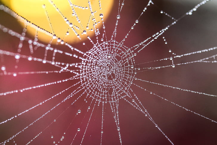macro photo of spider web with dewdrops
