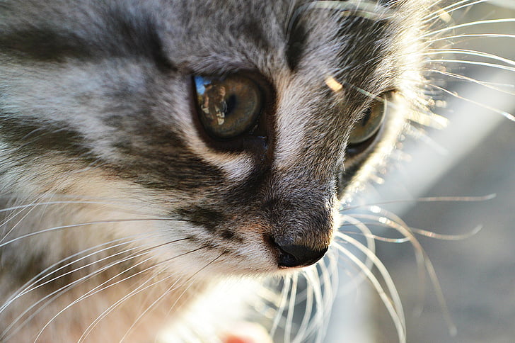 grey cat close up photo