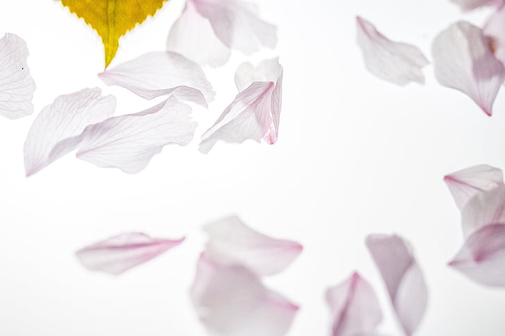 closeup photo of white petals